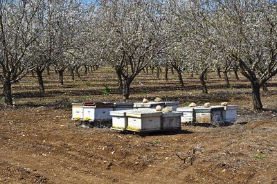 Bees Pollinating Almond Trees