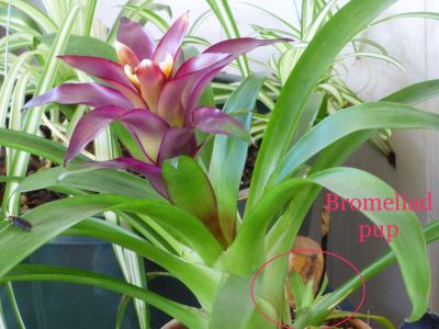 Pup Starts From Bromeliad Plants Tips