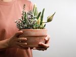 A woman's hands hold out a beautiful cactus and succulent arrangement in a terra cotta pot