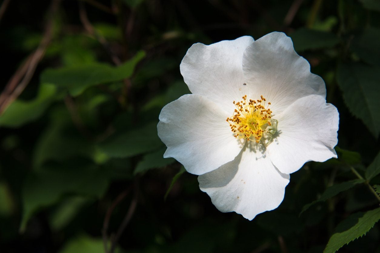 Cherokee Rose Info Tips For Growing Cherokee Rose In The Garden