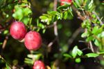 cranberry fruit