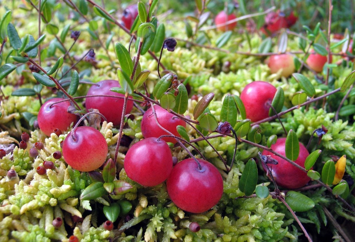 cranberries i vene varicoase)