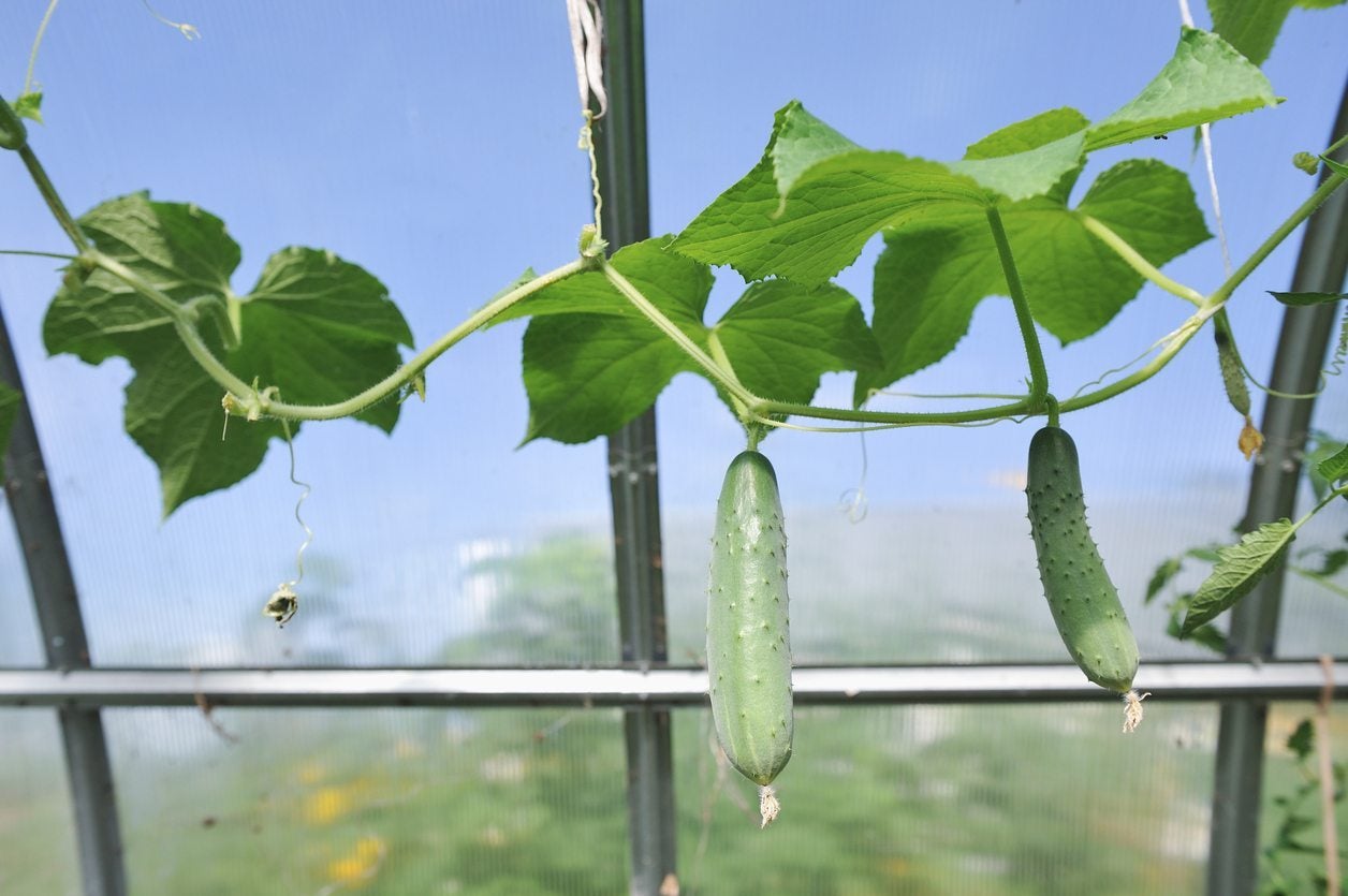 How to take care of my cucumber plant