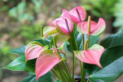 Pink Tinted Anthurium Plant