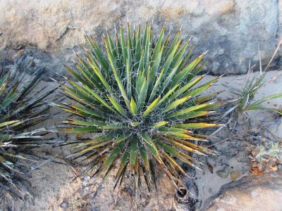 Sphirical Dwarf Yucca Plant