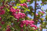 Pink Flowered English Hawthorn Tree
