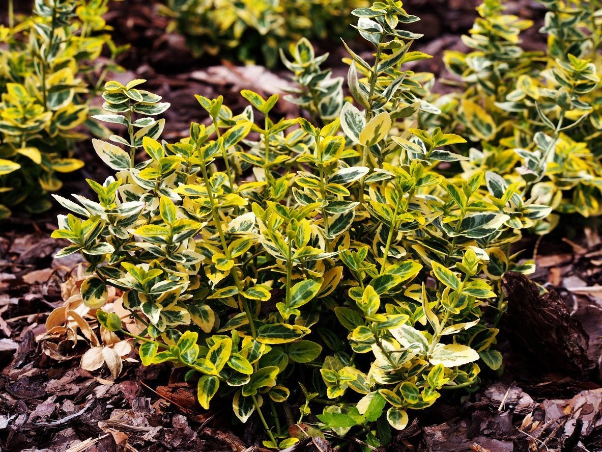 choosing euonymus shrubs: what are some popular euonymus plant