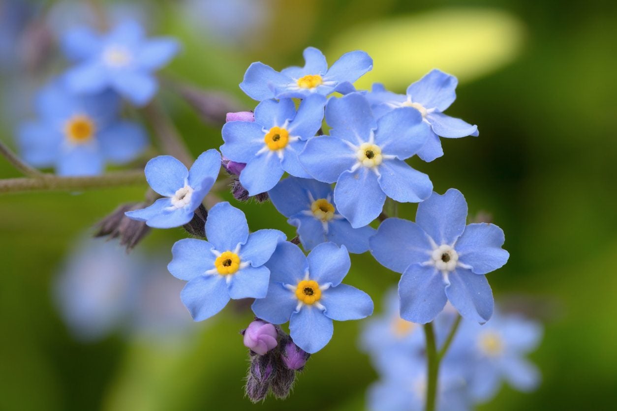 Forget Me Not Flower Division How To Divide Forget Me Nots
