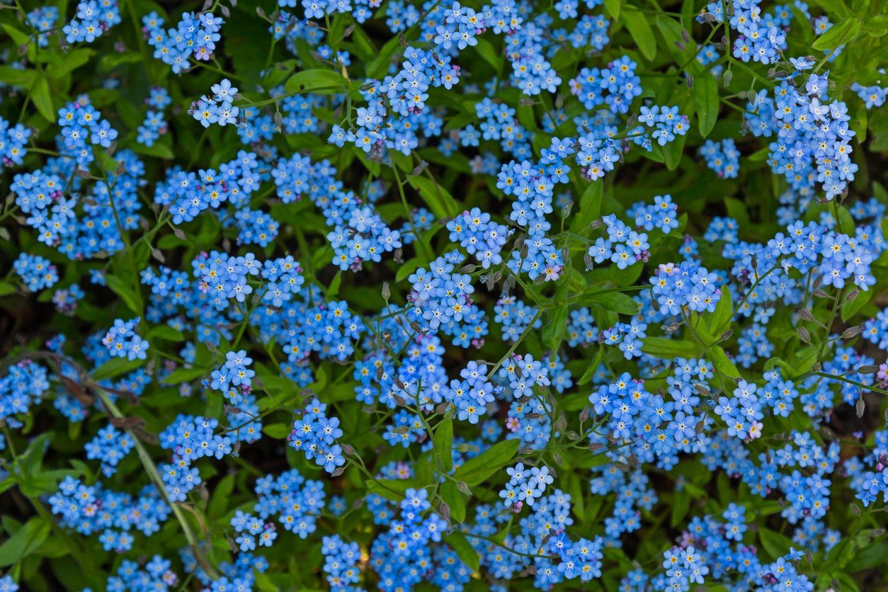 Why Won't My Forget-Me-Nots Bloom - Reasons For No Flowers ...