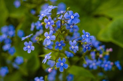 Forget Me Not Flowers – Flowers, Floral Arrangements and Bouquets