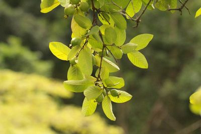 Guave Tree With Fruits