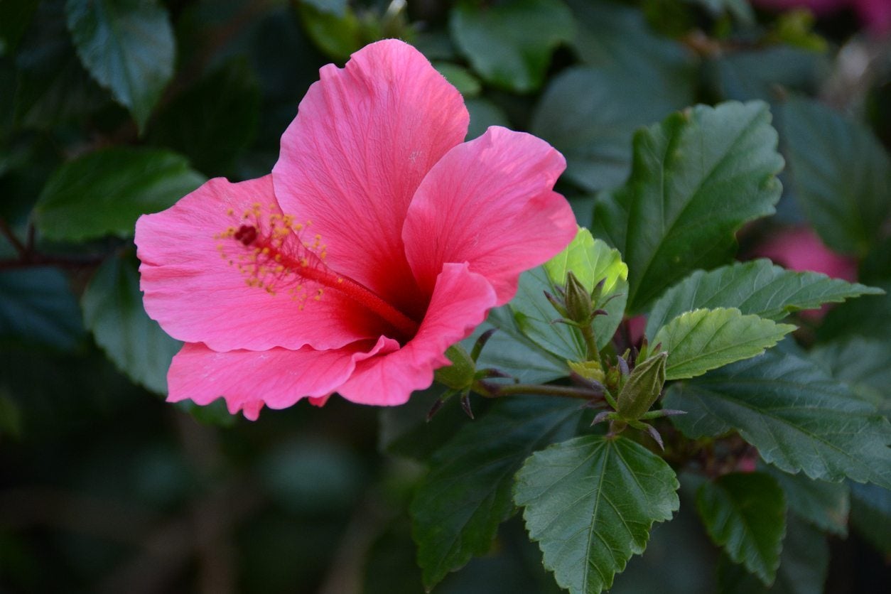 Common Varieties Of Hibiscus What Are The Different Types Of Hibiscus Plants