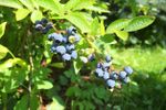 Highbush Blueberry Plant