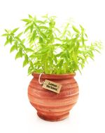 Potted Lemon Verbena Plant