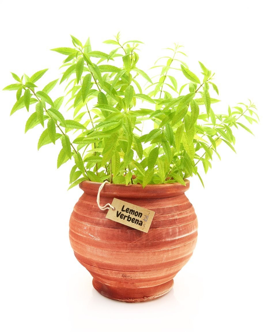 How to care for an indoor lemon verbena plant
