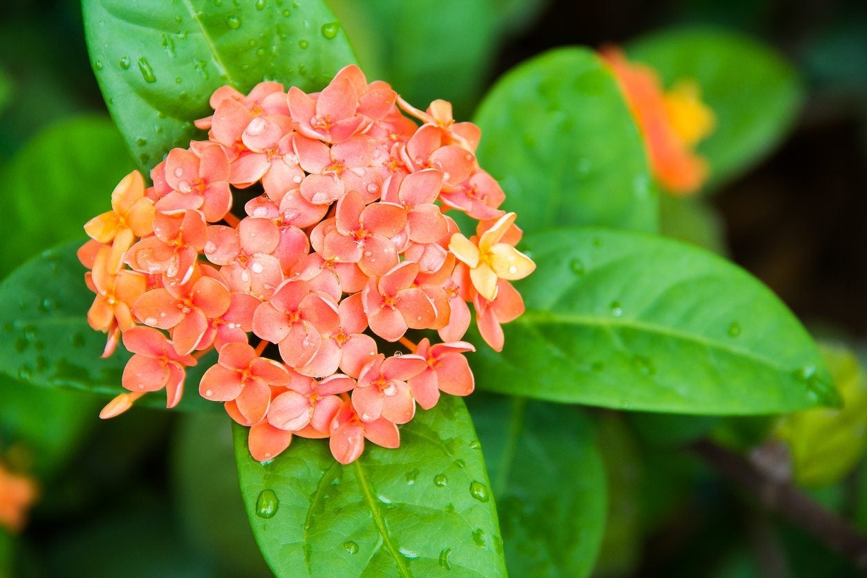 Why Won't My Ixora Plants Bloom   Tips For Encouraging Ixora Flowers