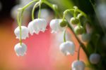 Lily Of The Valley Flowers