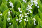 Splitting Lily of the Valley Bulbs
