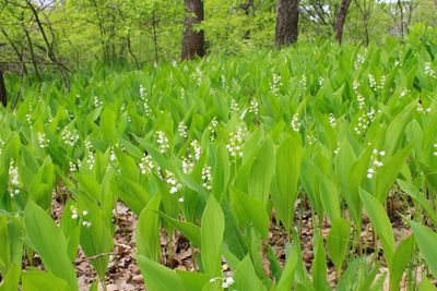lily of valley invasive
