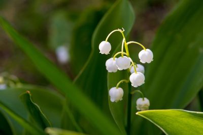 lily of valley toxic