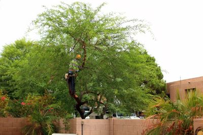 Worker Pruning A Large Mesquite Tree