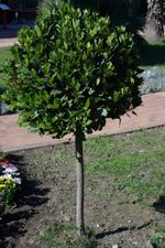 Bay Tree Planted In A Yard