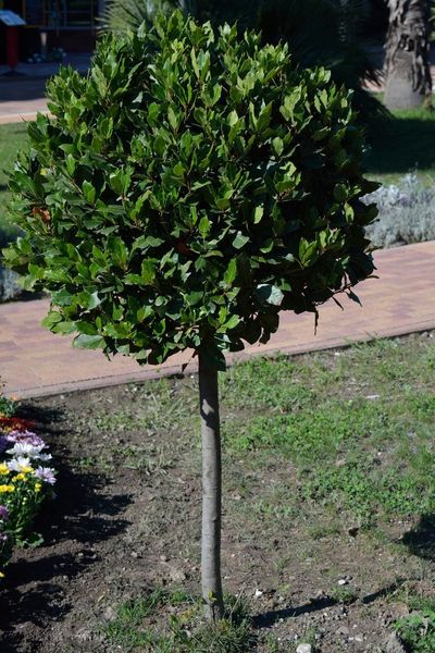 Bay Tree Planted In A Yard