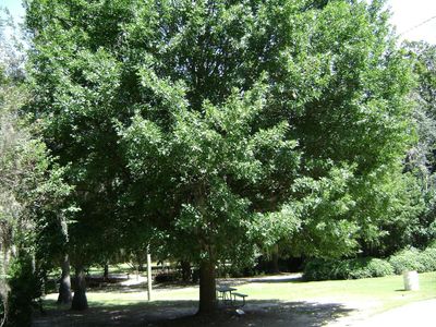 Large Nuttall Oak Tree