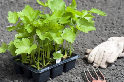 Container Grown Parsnip Plants