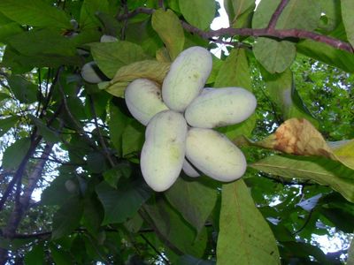 Pawpaw Tree With Fruits