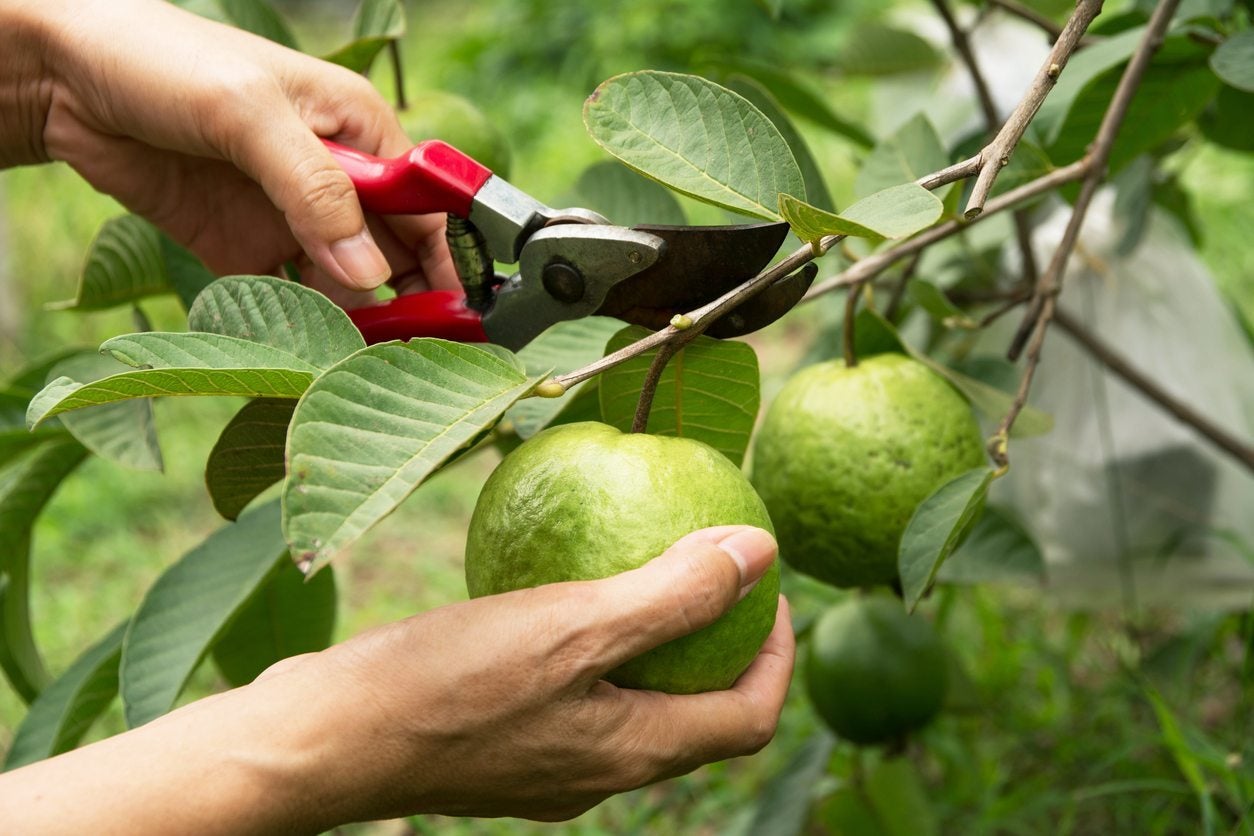 Pruning A Guava Tree: When And How To Prune A Guava Tree
