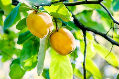 Fruits On A Quince Tree