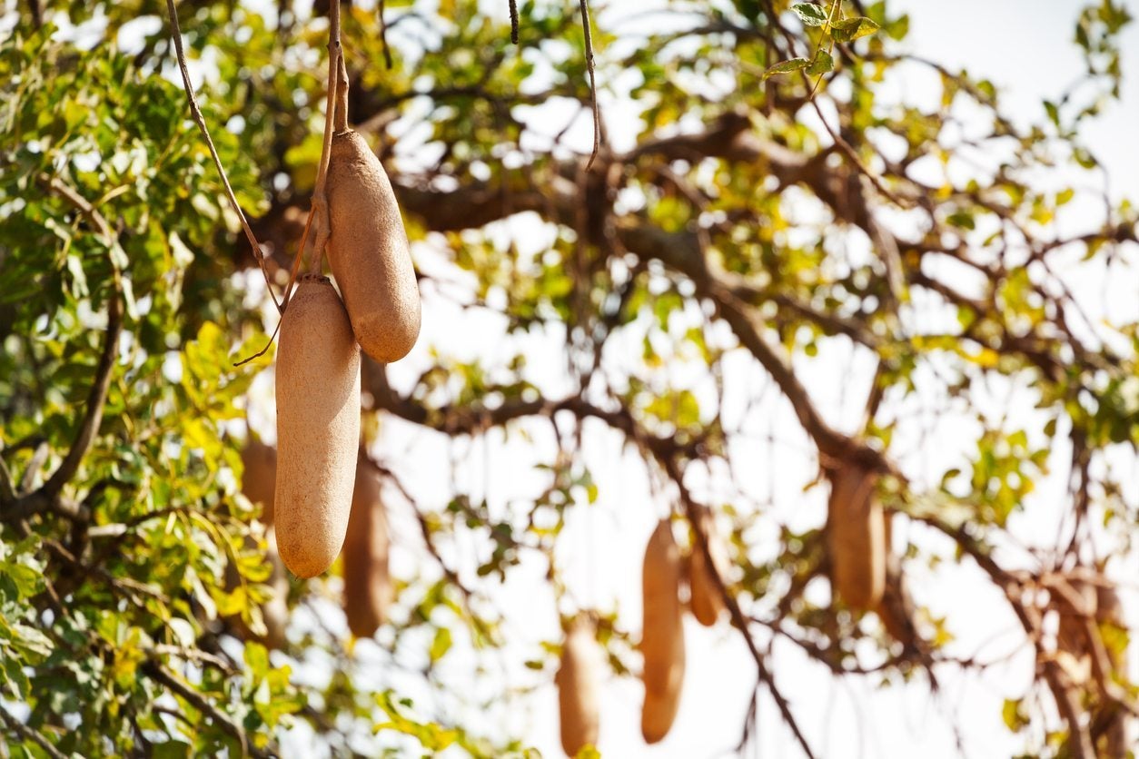 Sausage Tree Info How To Grow Kigelia Trees In The Landscape