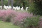 Pink Shady Ornamental Grass