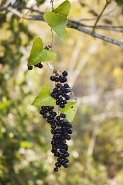 Smilax Greenbrier Vines Full Of Berries