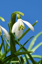 White Drooping  Bell-Shaped Snowdrop Flower