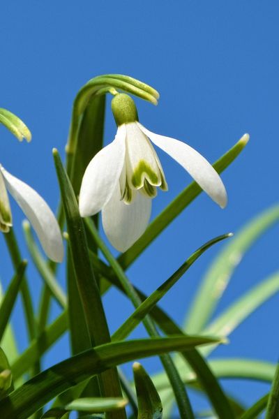 White Drooping  Bell-Shaped Snowdrop Flower