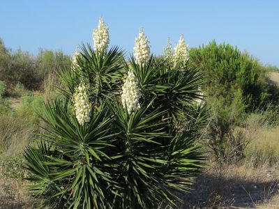 Spanish Bayonet Yucca Plants