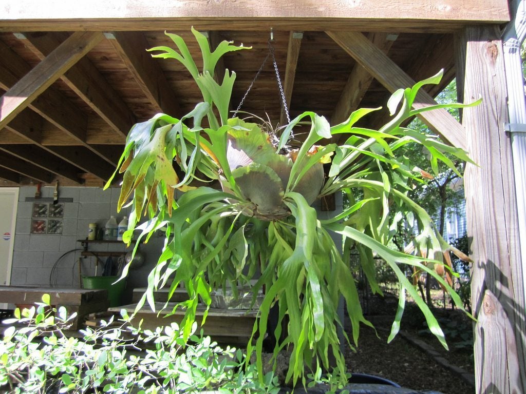 how to hang a large staghorn fern from a tree