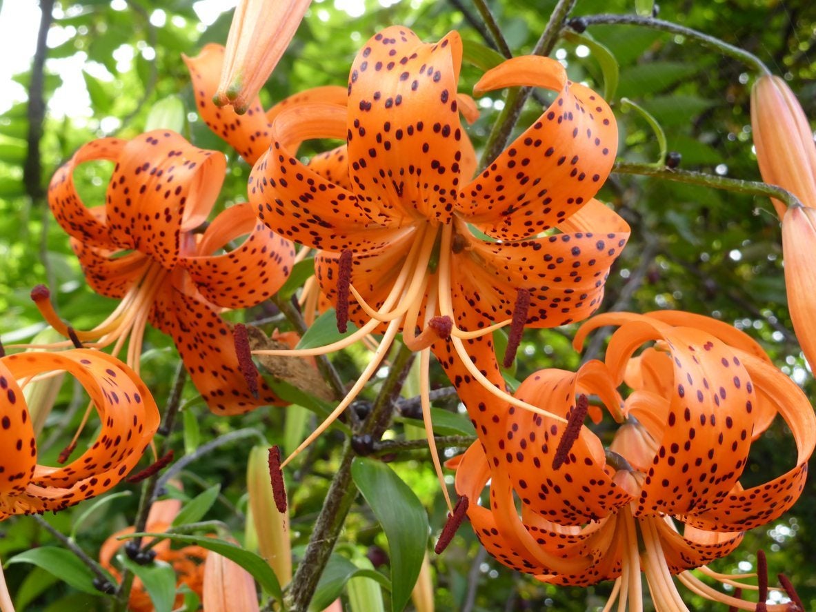 should you plant tiger lilies near other lilies: learn about