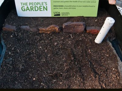 White Worm Tube Sticking Out Of Garden Soil