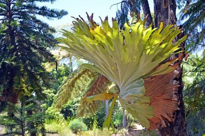 Large Yellow Staghorn Fern