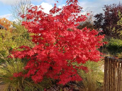 Large Red Japanese Maple Tree