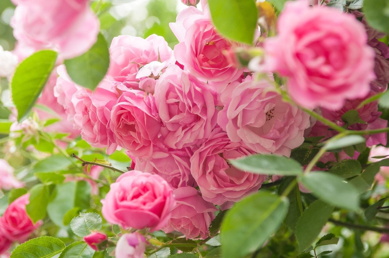 What Roses Grow In Zone 9 Selecting Rose Bushes For Zone 9 Climates