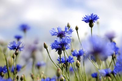 Blue Flowers