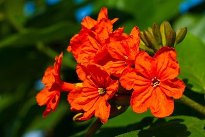 Orange Flowered Geiger Tree