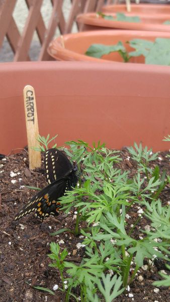 QA swallowtail butterfly carrots