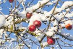 Apple Tree Covered in Snow