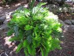 Leafy Green Coontie Arrowroot Plant