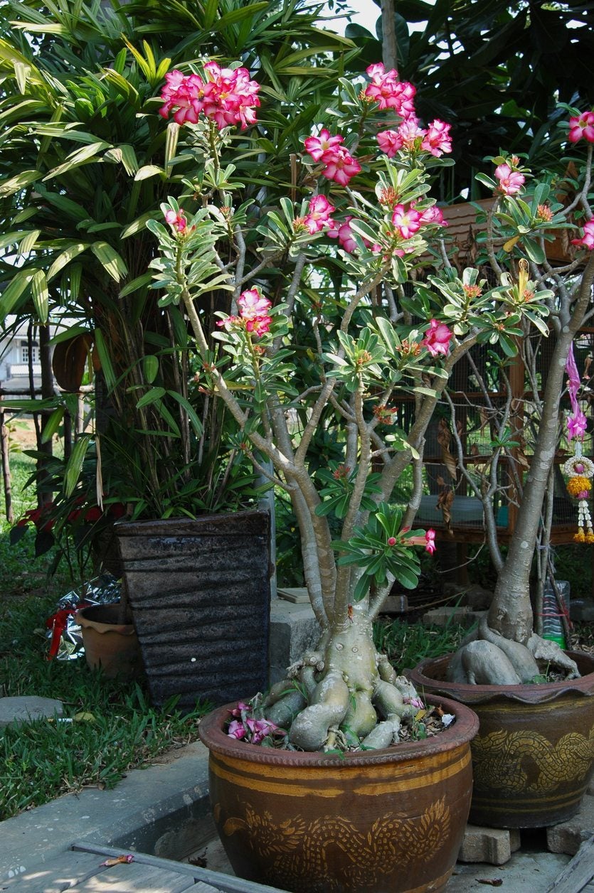 DeSeRt RoSe PuRpLe PiNk  Bush Tree Bonsai Flower 5 PCS Seeds Adenium Obesum USA